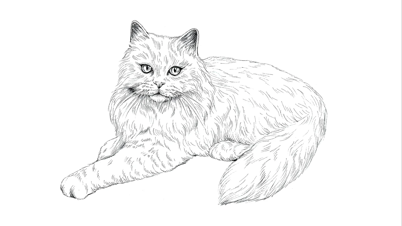 Illustration au trait noir de Wladimir, le chat de la Maison Boucheron, allongé.